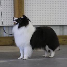 Golden Retrievers and Shetland Sheepdogs from Kattwalk Kennels