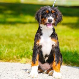 Shetland (socialization program graduate) - Tri-color female Bernedoodle puppy in Dundee, Ohio from Down Home Doodle