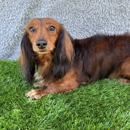 Frankie - Dachshund