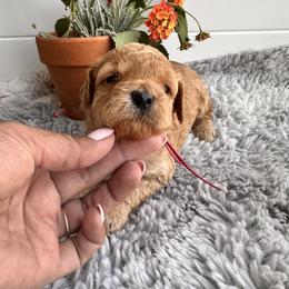 Pink - Apricot female Poodle puppy in Las Vegas, Nevada from Vegas Toy Poodles