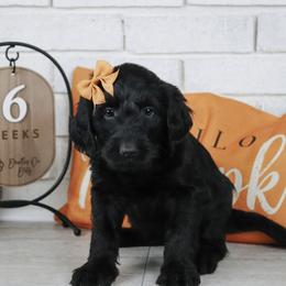 Bonnie - Black female Labradoodle puppy in Bryantown, Maryland from Doodles on Duty