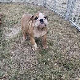 Bulldog Puppies from Tiffany Thelen's Bulldogs