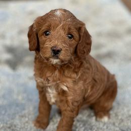 Boy 1 - Red  male Goldendoodle puppy in Cuero, Texas from Firestorm Kennel