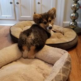 Pembroke Welsh Corgi Puppies from Ranch Hand Corgis