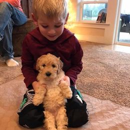 Labradoodle Puppies from Auburn Sky Labradoodles