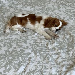 Princess - Blenheim female Cavalier King Charles Spaniel puppy in Spokane, Washington from Treasured Cavaliers of the Pacific Northwest