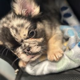 French Bulldog Puppies from St Louis Frenchies