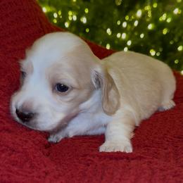 Jolly - Piebald male Dachshund puppy in Denair, California from Doxie Lux
