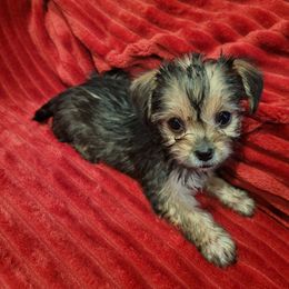 Yorkshire Terrier Puppies from Cuties for Cuties..Yorkies