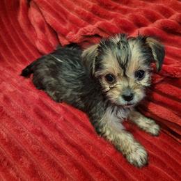 Yorkshire Terrier Puppies from Cuties for Cuties..Yorkies