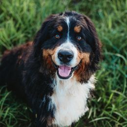 Timmy - Bernese Mountain Dog