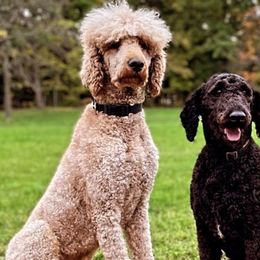 Poodles from The Poodle People