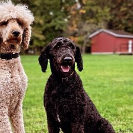 Poodles from The Poodle People
