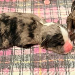 Fuji - Blue merle male Toy Australian Shepherd puppy in New Salem Borough, Pennsylvania from Dusty Spring Australian Shepherds, LLC