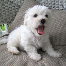 Bichon Frise Puppies from Kerley's Kuties