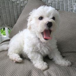 Bichon Frise Puppies from Kerley's Kuties
