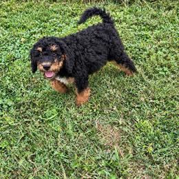Sidney - Phantom female Bernedoodle puppy in Savannah, Missouri from Rose Creek Mini Aussies and doodles