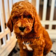 Green - Red male Double Doodle puppy in Bakersfield, California from Honey Bee Doodles