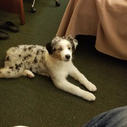 Australian Shepherd and Havanese Puppies from Celtic Brae Australian Shepherds & Havanese