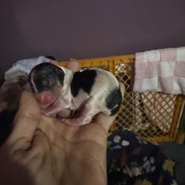 Parti girl - Parti female Yorkshire Terrier puppy in Ohio from Britt n Cindys Yorkshire Terriers