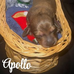 Apollo - Chocolate and cream male Dachshund puppy in Manhattan, Kansas from Alissa's Dachshunds
