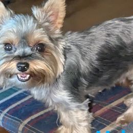 Shih Tzus and Yorkshire Terriers from Ali Paws Acres