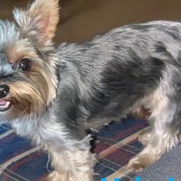 Shih Tzus and Yorkshire Terriers from Ali Paws Acres