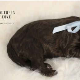 Wishbone - Chocolate male Australian Labradoodle puppy in Winter Haven, Florida from Southern Cove Labradoodles