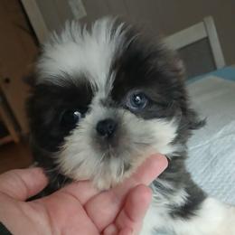 Darla - Blue and white female Shih Tzu puppy in Brodnax, Virginia from K.B's