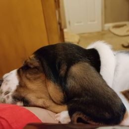 Basset Hound Puppies from Red Hill Bassets