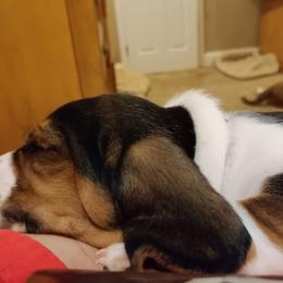 Basset Hound Puppies from Red Hill Bassets