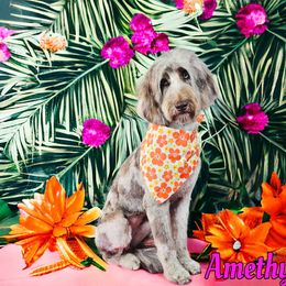 Aussiedoodle, Bernedoodle, Miniature Australian Shepherd, and Poodle Puppies from Waterford Doodle Farm