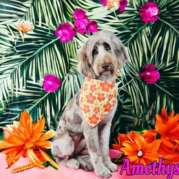 Aussiedoodle, Bernedoodle, Miniature Australian Shepherd, and Poodle Puppies from Waterford Doodle Farm
