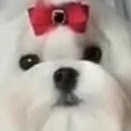 Infinity - Maltese