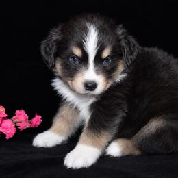 Celeste - Black tri-color female Australian Shepherd puppy in Colorado Springs, Colorado from Storm and Sage Australian Shepherds
