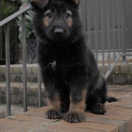 German Shepherd Puppies from Chattanooga Tn German Shepherds