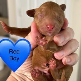 Everett - Red  male Poodle puppy in Mineral Wells, Texas from S.H.A.R.P.’s Toy Poodles