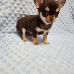 Boy 2 - Chocolate and tan male Chihuahua puppy in Richmond, Virginia from Breens