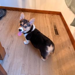 Willow - Black and tan female Pembroke Welsh Corgi puppy in Northwood, Iowa from Sorrel Sands Corgis