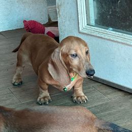 Lime - Dapple male Dachshund puppy in Irving, Texas from DFW Dachshunds by G & S