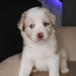 Australian Shepherd Puppies from Kiki's Aussies