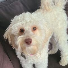 Rigby - Australian Cobberdog