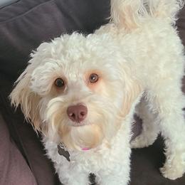 Rigby - Australian Cobberdog