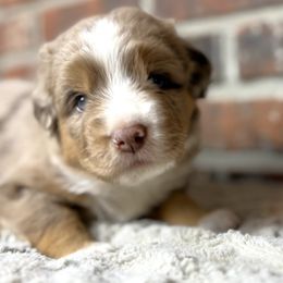 Margie - Red merle female Miniature Australian Shepherd puppy in Stockton, Missouri from Kizmit Farmz