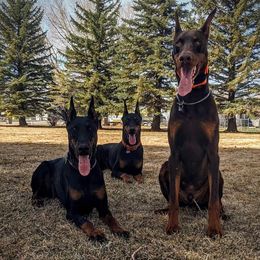 Doberman Pinscher All Grown Up from 7220 Doberman