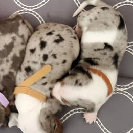 Dachshunds from Mcgurn Dachshunds