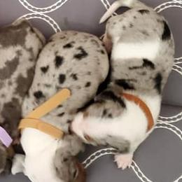 Dachshunds from Mcgurn Dachshunds