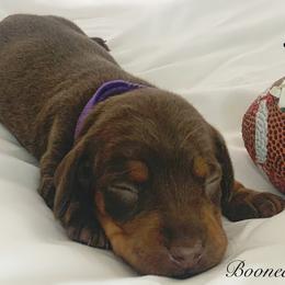 Dachshund Puppies from Marissa's Dachshunds (BooneDox Mini Dachshunds)