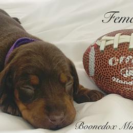 Dachshund Puppies from Marissa's Dachshunds (BooneDox Mini Dachshunds)