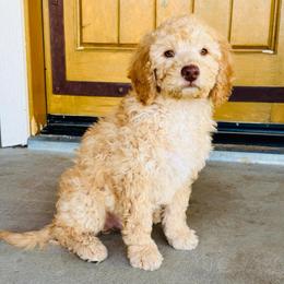 Nilla - Cream male Goldendoodle puppy in Caldwell, Idaho from Leila Pearson